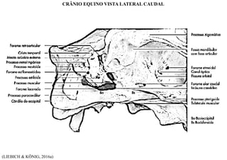 (LIEBICH & KÖNIG, 2016a)
CRÂNIO EQUINO VISTA LATERAL CAUDAL
 