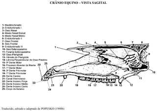 Traduzido, editado e adaptado de POPESKO (1990b)
CRÂNIO EQUINO – VISTA SAGITAL
 