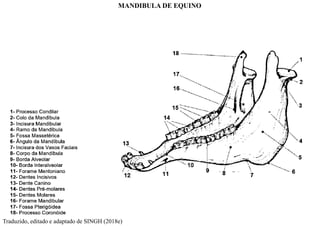 MANDIBULA DE EQUINO
Traduzido, editado e adaptado de SINGH (2018e)
 