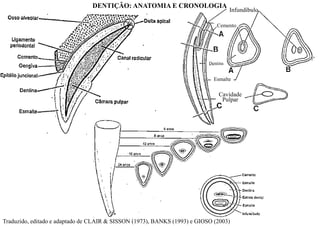 Traduzido, editado e adaptado de CLAIR & SISSON (1973), BANKS (1993) e GIOSO (2003)
Infundíbulo
Cemento
Dentina
Esmalte
Cavidade
Pulpar
DENTIÇÃO: ANATOMIA E CRONOLOGIA
 