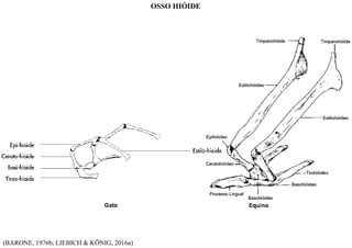 (BARONE, 1976b; LIEBICH & KÖNIG, 2016a)
OSSO HIÓIDE
 