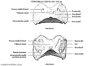 (LIEBICH & KÖNIG, 2016a)
VÉRTEBRAS CERVICAIS: ATLAS
 