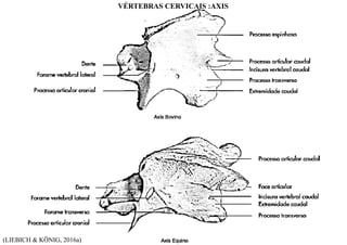 (LIEBICH & KÖNIG, 2016a)
VÉRTEBRAS CERVICAIS :AXIS
 