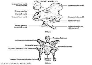 (REIS, 2011a; LIEBICH & KÖNIG, 2016a)
VÉRTEBRAS CERVICAIS
 