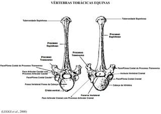 (LEGGI et al., 2000)
VÉRTEBRAS TORÁCICAS EQUINAS
 