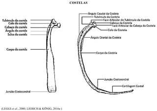 (LEGGI et al., 2000; LIEBICH & KÖNIG, 2016a )
COSTELAS
 