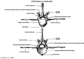 (LEGGI et al., 2000)
VÉRTEBRAS LOMBARES
 