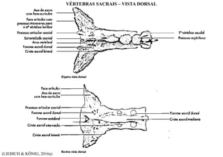 (LIEBICH & KÖNIG, 2016a)
VÉRTEBRAS SACRAIS – VISTA DORSAL
 