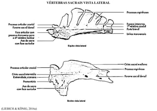 (LIEBICH & KÖNIG, 2016a)
VÉRTEBRAS SACRAIS VISTA LATERAL
 
