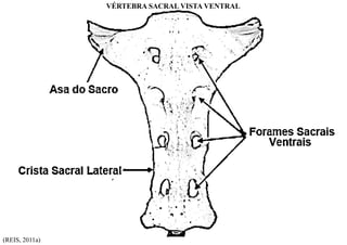 VÉRTEBRA SACRAL VISTA VENTRAL
(REIS, 2011a)
 