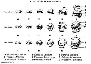 (MARTINS, 2017)
VÉRTEBRAS CAUDAIS BOVINAS
 
