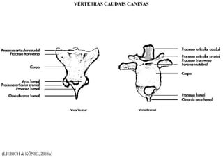 (LIEBICH & KÖNIG, 2016a)
VÉRTEBRAS CAUDAIS CANINAS
 