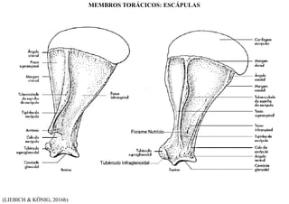 (LIEBICH & KÖNIG, 2016b)
MEMBROS TORÁCICOS: ESCÁPULAS
 