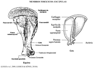 Equino
(LEGGI et al., 2000; LIEBICH & KÖNIG, 2016b)
MEMBROS TORÁCICOS: ESCÁPULAS
 
