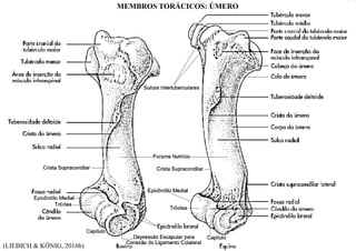 (LIEBICH & KÖNIG, 2016b)
MEMBROS TORÁCICOS: ÚMERO
 