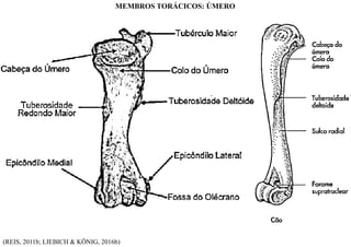 (REIS, 2011b; LIEBICH & KÖNIG, 2016b)
MEMBROS TORÁCICOS: ÚMERO
 