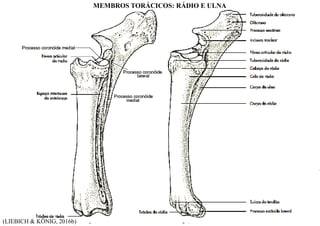 (LIEBICH & KÖNIG, 2016b)
MEMBROS TORÁCICOS: RÁDIO E ULNA
 