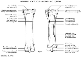 (LEGGI et al., 2000)
MEMBROS TORÁCICOS – METACARPO EQUINO
 