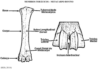 MEMBROS TORÁCICOS – METACARPO BOVINO
(REIS, 2011b)
 