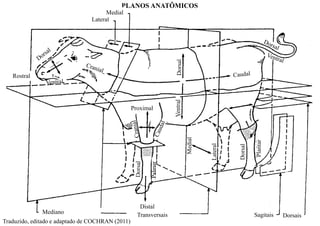PLANOS ANATÔMICOS
Lateral
Medial
Rostral
Mediano Transversais Sagitais Dorsais
Dorsal
Dorsal
Dorsal
Distal
Ventral
Plantar
Palmar
Proximal
Medial
Lateral
Traduzido, editado e adaptado de COCHRAN (2011)
 