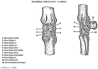 (LEGGI et al., 2000)
MEMBROS TORÁCICOS – CARPOS
 