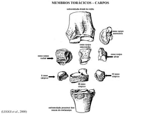 (LEGGI et al., 2000)
MEMBROS TORÁCICOS – CARPOS
 