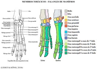 (LIEBICH & KÖNIG, 2016b)
MEMBROS TORÁCICOS – FALANGES DE MAMÍFROS
 