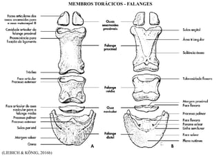 (LIEBICH & KÖNIG, 2016b)
MEMBROS TORÁCICOS - FALANGES
 
