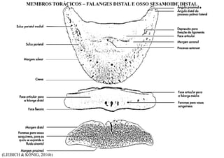 (LIEBICH & KÖNIG, 2016b)
MEMBROS TORÁCICOS – FALANGES DISTAL E OSSO SESAMOIDE DISTAL
 