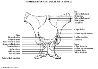 (LIEBICH et al., 2016)
MEMBROS PÉLVICOS: COXAL VISTA DORSAL
 