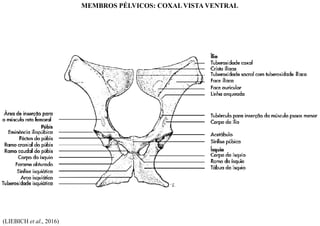(LIEBICH et al., 2016)
MEMBROS PÉLVICOS: COXAL VISTA VENTRAL
 