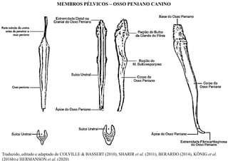 Traduzido, editado e adaptado de COLVILLE & BASSERT (2010), SHARIR et al. (2011), BERARDO (2014), KÖNIG et al.
(2016b) e HERMANSON et al. (2020)
MEMBROS PÉLVICOS – OSSO PENIANO CANINO
 