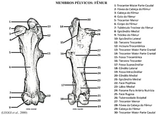 (LEGGI et al., 2000)
MEMBROS PÉLVICOS: FÊMUR
 
