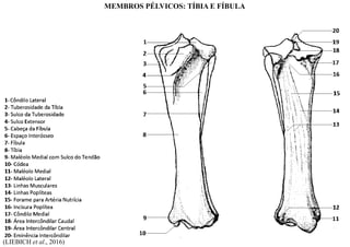 (LIEBICH et al., 2016)
MEMBROS PÉLVICOS: TÍBIA E FÍBULA
 