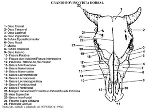 Traduzido, editado e adaptado de POPESKO (1990a)
CRÂNIO BOVINO VISTA DORSAL
 