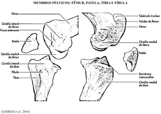 (LIEBICH et al., 2016)
MEMBROS PÉLVICOS: FÊMUR, PATELA, TÍBIA E FÍBULA
 