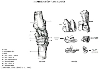 (ZAMMITH, 1946; LEGGI et al., 2000)
MEMBROS PÉLVICOS: TARSOS
 