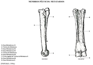 (POPESKO, 1990a)
MEMBROS PÉLVICOS: METATARSOS
 