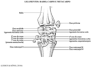 (LIEBICH & KÖNIG, 2016b)
LIGAMENTOS: RADIO, CARPO E METACARPO
 
