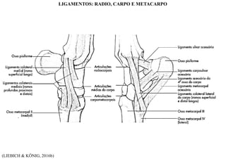 (LIEBICH & KÖNIG, 2016b)
LIGAMENTOS: RADIO, CARPO E METACARPO
 
