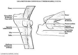 (LIEBICH & KÖNIG, 2016b)
LIGAMENTO DO COTOVELO: ÚMERO RADIO, E ULNA
 