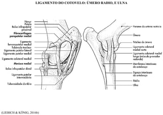 (LIEBICH & KÖNIG, 2016b)
LIGAMENTO DO COTOVELO: ÚMERO RADIO, E ULNA
 