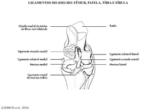 (LIEBICH et al., 2016)
LIGAMENTOS DO JOELHO: FÊMUR, PATELA, TÍBIA E FÍBULA
 