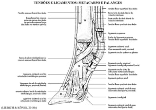 (LIEBICH & KÖNIG, 2016b)
TENDÕES E LIGAMENTOS: METACARPO E FALANGES
 