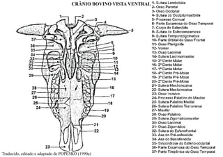 CRÂNIO BOVINO VISTA VENTRAL
Traduzido, editado e adaptado de POPESKO (1990a)
 