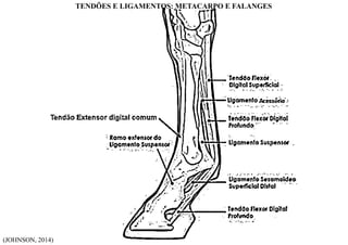 (JOHNSON, 2014)
TENDÕES E LIGAMENTOS: METACARPO E FALANGES
 