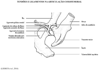 (LIEBICH et al., 2016)
TENDÕES E LIGAMENTOS NAARTICULAÇÃO COXOFEMORAL
 