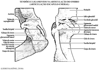 (LIEBICH & KÖNIG, 2016b)
TENDÕES E LIGAMENTOS NAARTICULAÇÃO DO OMBRO
(ARTICULAÇÃO ESCAPULO-UMERAL)
 