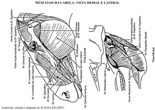 Traduzido, editado e adaptado de SCHALLER (2007)
MÚSCULOS DA CABEÇA: VISTA MEDIAL E LATERAL
 
