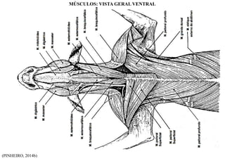(PINHEIRO, 2014b)
MÚSCULOS: VISTA GERAL VENTRAL
 